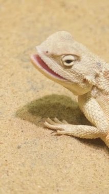 Çölün ortasındaki güzel kumda sarı bir kertenkele. Kertenkele. Phrynocephalus mystaceus. Dikey video