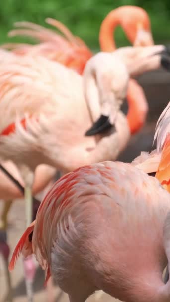Manada Aves Flamencas Rosadas Pie Cerca Aguas Poco Profundas Naturaleza — Vídeo de stock