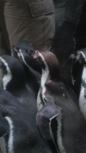 蓝色小企鹅在吃东西训练者把鱼喂给企鹅 Eudyptula未成年人被监禁 垂直录像 — 图库视频影像