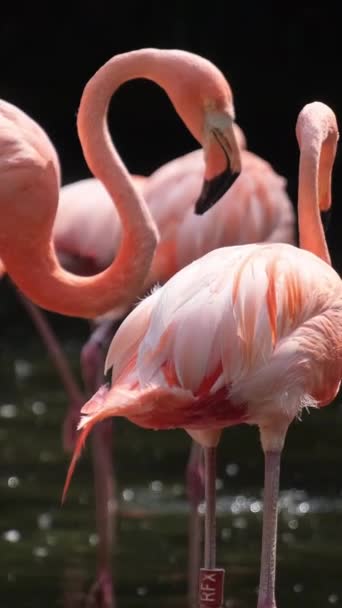 Flamingos Stojí Břehu Rybníka Stromy Pozadí Divoká Zvěř Lese Svislé — Stock video