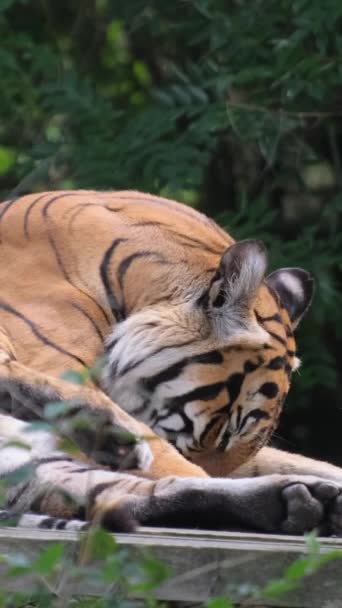 Χρυσή Τίγρη Βρίσκεται Ένα Οροπέδιο Πλένει Πόδι Της Τίγρης Του — Αρχείο Βίντεο
