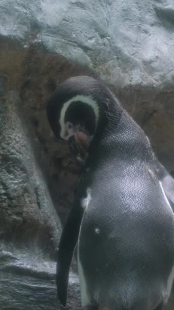 一只小企鹅站在大石头旁边 企鹅在走路 垂直录像 — 图库视频影像