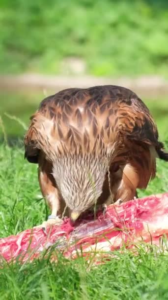 Porträt Eines Braunen Adlers Mit Gelbem Schnabel Der Fleisch Isst — Stockvideo