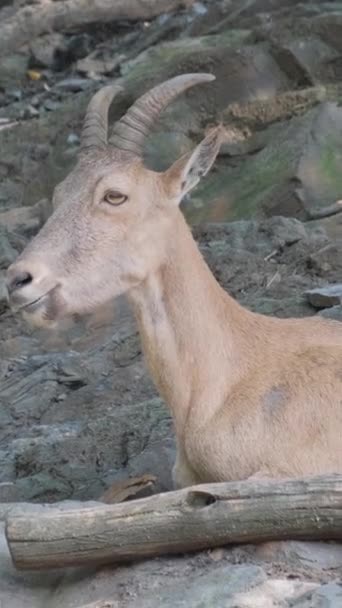 Cabras Montaña Cáucaso Occidental Cámara Lenta Vídeo Vertical — Vídeo de stock