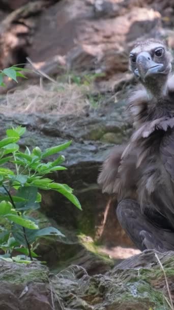 Wild Bird Prey Brown Feathers Yellow Beak Sits Stone Brown — Stock Video