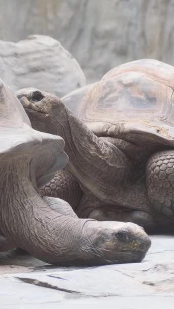 Família Tartarugas Gigantes Aldabra Uma Das Maiores Tartarugas Mundo Parque — Vídeo de Stock