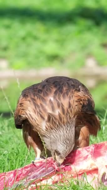 Grand Aigle Brun Mange Viande Fraîche Oiseaux Proie Dans Nature — Video