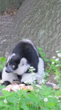 Erkek bir halka kuyruklu lemur uzun yeşil çimenlerde oturur. Lemuroidler bir dizi primatın temsilcileridir. Dikey video