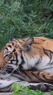 Ussuri kaplanı yalan söyler ve ayağını yalar. Yetişkin kaplan tahta tahtalarda yatıp patisini yalıyor. Kaplan banyosu. Kaplan temizliği. Dikey video