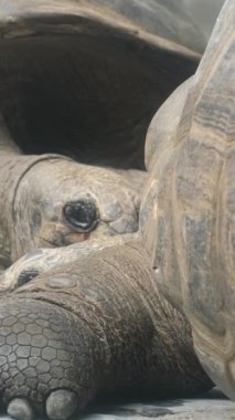 Vahşi doğadaki dev kaplumbağalar. Dev sürüngenlerin portresi. Afrika 'nın egzotik hayvanları. Dikey video.