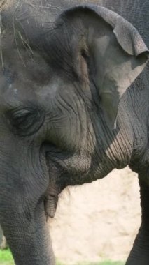 Üzgün yaşlı Elephan. Vahşi hayatı yakalamak. Hayvani duygular. Bakış. Dikey video.