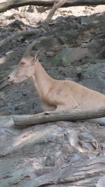 一只松懈的山羊躺在岩石山中的山坡上 一种平静的哺乳动物 夏天在喀尔巴阡山的大自然中长着棕色的毛皮和角 垂直录像 — 图库视频影像