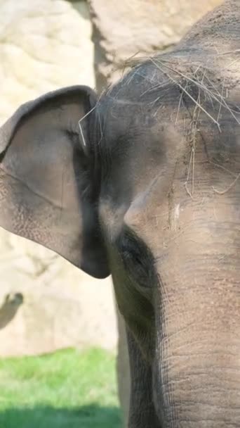 Natura Animalelor Este Frumoasă Elefantul Apropie Elefantul Gri Plimbă Prin — Videoclip de stoc