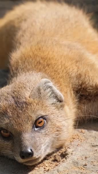 自然公園のベビーモンゴースのキツネがカメラレンズに注目しています クローズアップ バーティカルビデオ — ストック動画