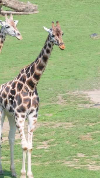 Οικογένεια Giraffa Καμηλοπάρδαλη Στην Άγρια Φύση Καταπληκτική Σκηνή Σαφάρι Άγρια — Αρχείο Βίντεο