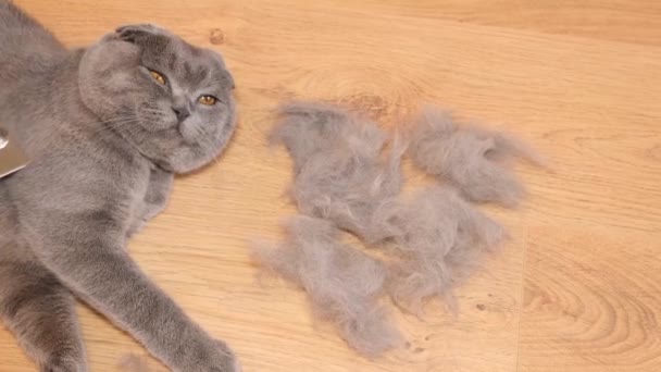 一个女孩照顾一只灰猫 用刷子梳理猫 猫脱落了 一堆猫毛 宠物狗护理 — 图库视频影像