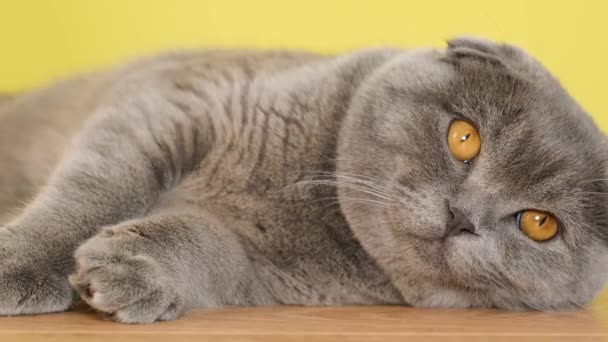 Detailní Záběr Šedé Skotské Kočky Žlutýma Očima Krásná Skotská Skládačka — Stock video