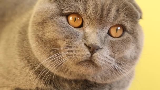 一只悲哀的灰色英国猫的特写 黄色的眼睛盯着黄色的背景 一只最喜欢的宠物 看起来很有见地 — 图库视频影像