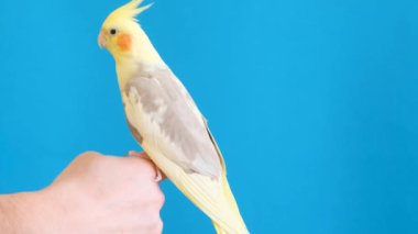 Sarı bir papağan mavi arka planda bir erkeğin parmağına oturur. Cockatiel papağanı. Reklam için yer.