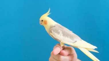 Mavi arka planda parmak üzerinde oturan bir Corella papağanının yakın çekimi. Tropikal kuş.