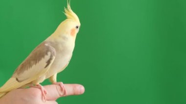Yeşil arka planda güzel bir Corella papağanı parmağının üzerinde oturuyor. Tropik papağan.