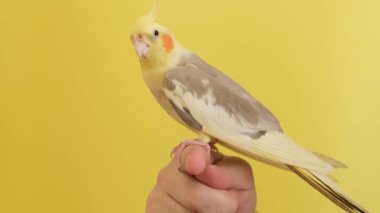 Bir adam evcil Corella papağanını tutuyor. Sarı arka planda papağan.