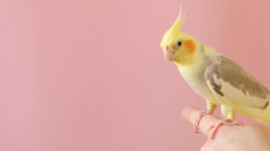 Bir adam pembe arka planda evcil Corella papağanını tutuyor..