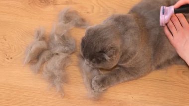 Hayvanlar için bir kuaförde kedi tımar etmek. Safkan bir İskoç kedisi için güzellik salonu. Furminatör İskoç gri kedisini buduyor. Kedilerin kulübesi.