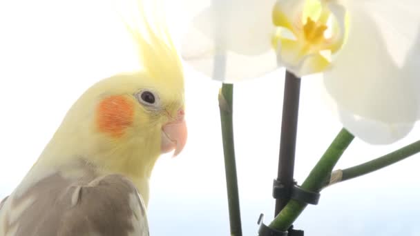 Рядом Белым Цветком Сидит Желтый Попугай — стоковое видео