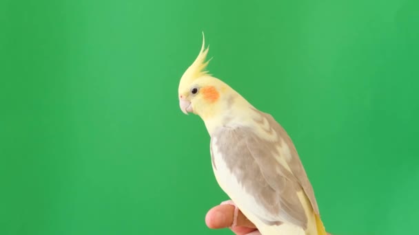 Corella Papagei Sitzt Auf Einem Grünen Hintergrund Gelbpapagei — Stockvideo