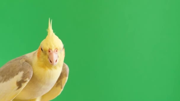 Бразильський Папуга Корела Сидить Ізольованому Зеленому Тлі Тропічний Птах Жовтий — стокове відео