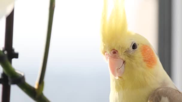 Крупный План Попугая Кореллы Сидящего Ветке Дерева Тропическая Птица Желтый — стоковое видео