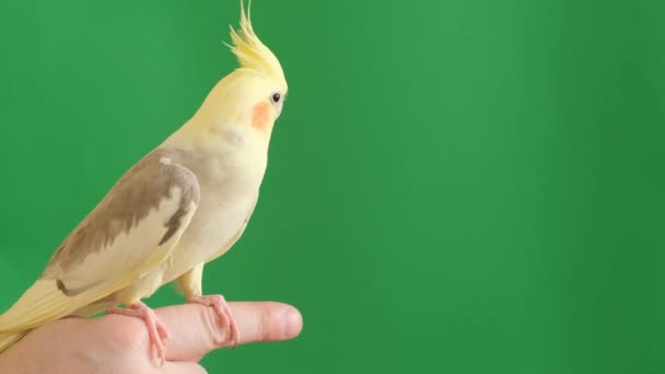 一只美丽的科拉鹦鹉的特写镜头 它靠在绿色背景的手指上 热带鹦鹉 — 图库视频影像