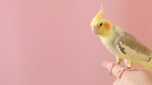 Mężczyzna Trzyma Swojego Zwierzaka Corella Papugę Różowym Tle — Wideo stockowe