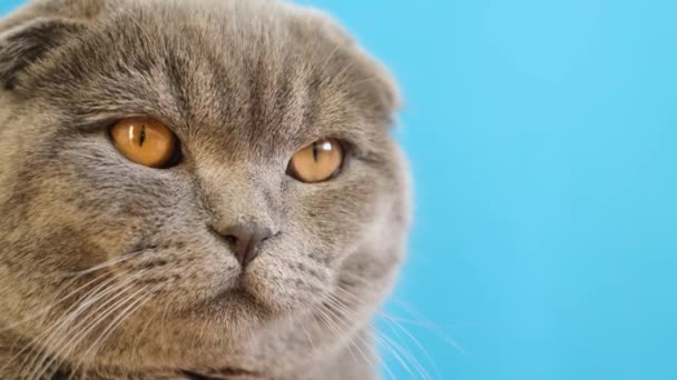Ritratto Bel Gatto Grigio Con Occhi Gialli Sfondo Blu — Video Stock