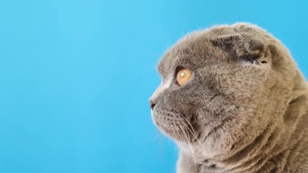 Портрет Красивой Шотландской Серой Кошки Желтыми Глазами Синем Фоне — стоковое видео