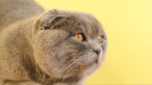 Hermoso Gato Gris Escocés Con Ojos Amarillos Sobre Fondo Amarillo — Vídeos de Stock