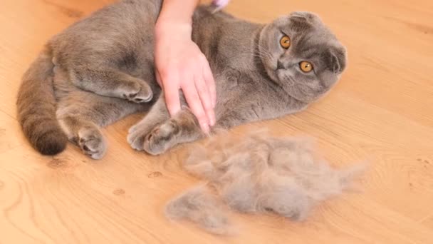Shedding Scottish Gray Cat Combing Fur Cat — Stock Video