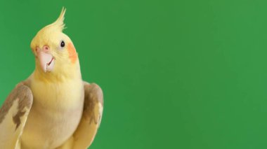 Corella, Nymphicus Hollandicus, stüdyonun yeşil arka planında - detaylı görünüm.