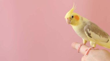 Bir adam pembe arka planda evcil Corella papağanını tutuyor..