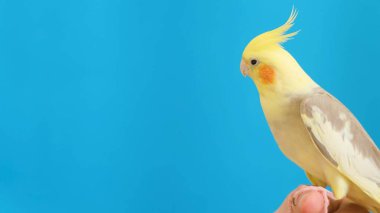 Corella Lutino, Nymphicus hollandicus, stüdyonun mavi arka planına karşı - detaylı görüş. Kapat.