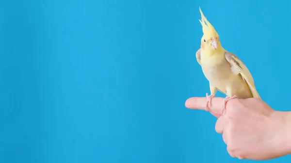 A beautiful yellow parrot sits on a mans finger on a blue background. Place for advertising.