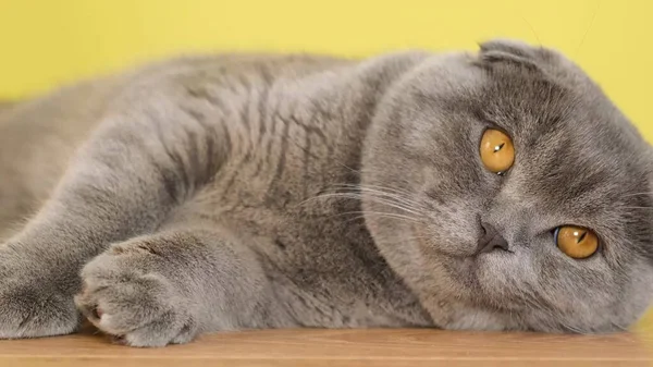 Close-up of a gray Scottish cat with yellow eyes. Beautiful scottish fold silver tabby . A young striped pet is resting.