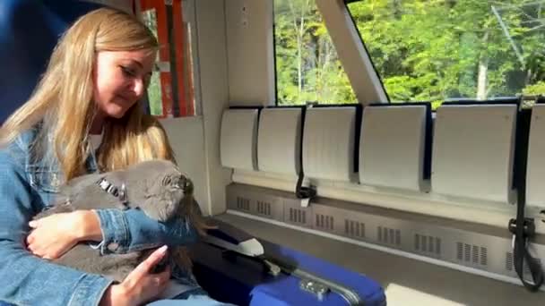 Una Turista Con Gato Sus Manos Viaja Tren Viajes Animales — Vídeos de Stock