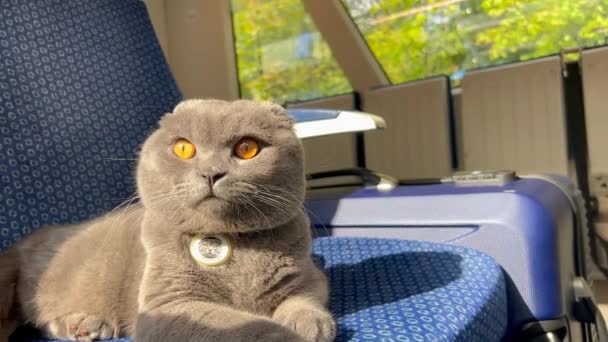 Szkocki Szary Kot Podróżujący Pociągiem Podróże Zwierząt — Wideo stockowe