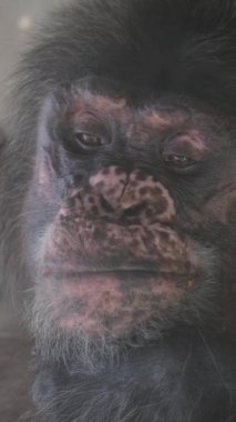 Yetişkin bir goril maymunun yüzüne yakın çekim. Dikey video.
