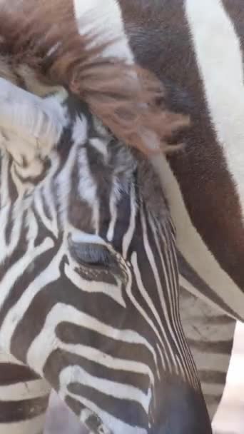 Närbild Baby Zebra Som Står Bredvid Sin Mamma Zebrafamiljen Vertikal — Stockvideo