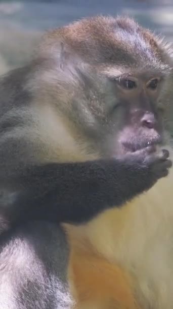 Μαϊμού Είναι Γένος Ανθρωποειδών Της Οικογένειας Των Πρωτευόντων Στη Δυτική — Αρχείο Βίντεο