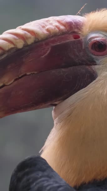 Close Exotic Hornbill Género Aves Paseriformes Perteneciente Familia Bucerotidae Los — Vídeos de Stock