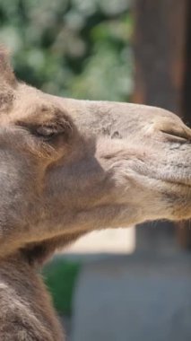 Deve çiğneyen bir yiyeceğin yakın çekimi. İki hörgüçlü bir hayvan çenesini hareket ettirir ve yemek yer. Kahverengi yün ceketli otçul deve. Afrika 'nın vahşi hayvanları. Dikey video.
